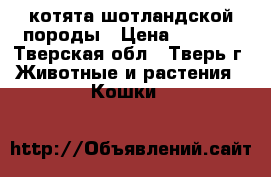 котята шотландской породы › Цена ­ 2 000 - Тверская обл., Тверь г. Животные и растения » Кошки   